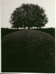 Jerry Uelsmann_1964_Untitled (tree).jpg